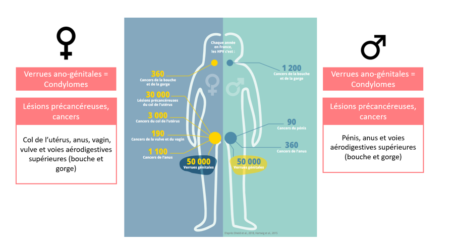 cancers-hpv-infographie-crips-2024